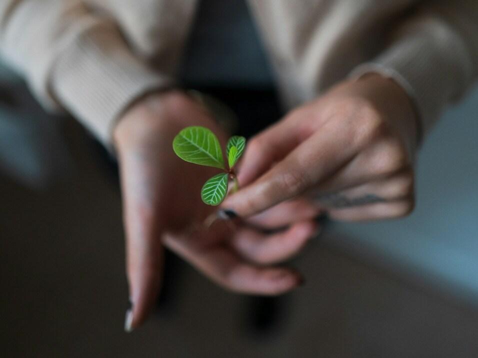 Nahaufnahme einer Person mit beigen Pulli, die zarte gr&uuml;ne Pflanze in den H&auml;nden h&auml;lt.