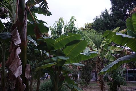 Dichte Pflanzen mit gro&szlig;en Bananenbl&auml;ttern und vereinzelten anderen B&auml;umen in einem Garten.