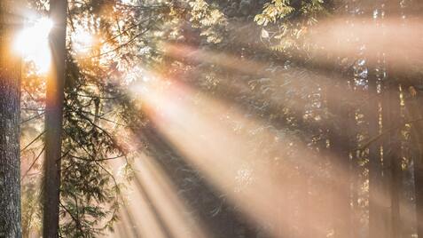 Mutter und Kind gehen auf einem Waldweg, umgeben von Sonnenstrahlen, die durch die B&auml;ume fallen.